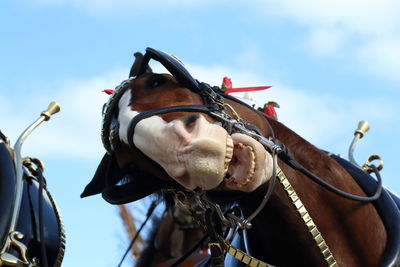 Low angle view of horse in bridles