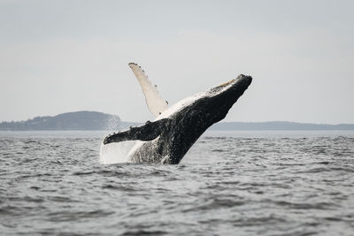 Close-up of humpback whale swimming in sea against clear sky