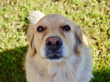 Close-up portrait of dog on grass