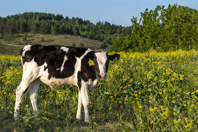 Cows standing in field