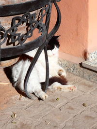 Cat relaxing on footpath