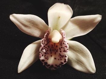 Close-up of flower over black background