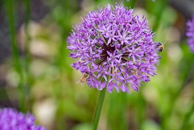 Close-up of purple flowers blooming outdoors