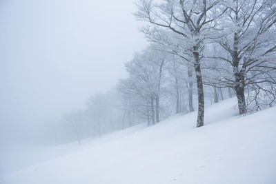 Trees on snow covered landscape