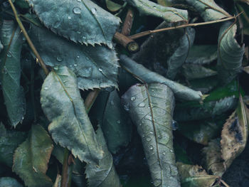 Close-up of wet leaves on plant during rainy season