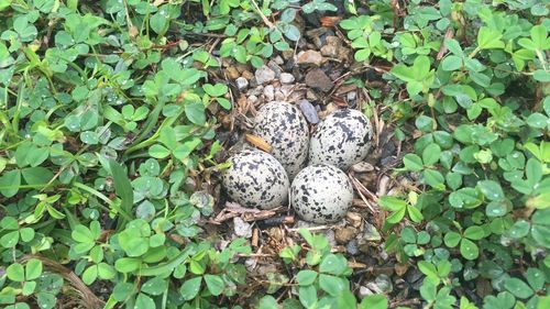 Plants growing on a tree