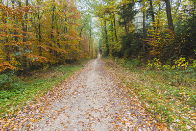 Footpath amidst trees in forest during autumn