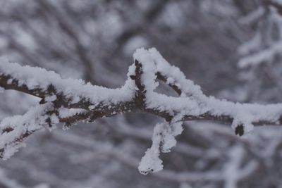 Close-up of frozen plant