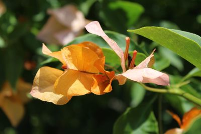 Close-up of flower blooming outdoors