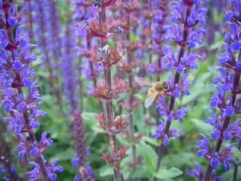 Close-up of purple flowers