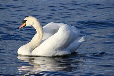 Swan swimming in lake