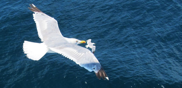 Bird flying over water
