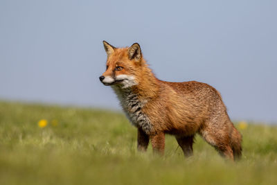 Side view of cat on field