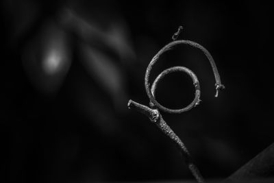 Close-up of spiral plant