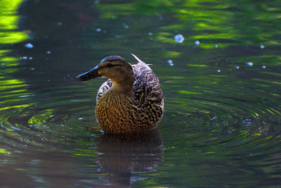 Close-up of mallard duck swimming in lake