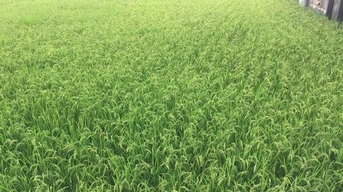 Full frame shot of agricultural field