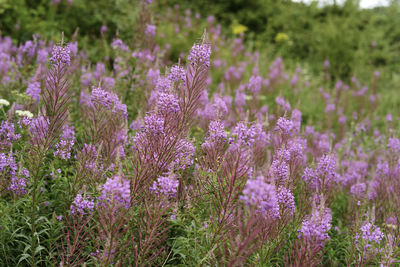 Close-up of purple lavender flowers on field