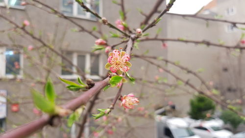 Close-up of pink cherry blossom on tree