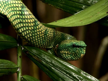 Close-up of green lizard