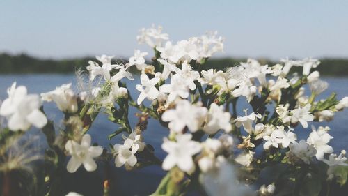 Close-up of white flowers blooming on tree against sky