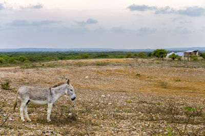 Portrait of donkey standing on landscape against sky