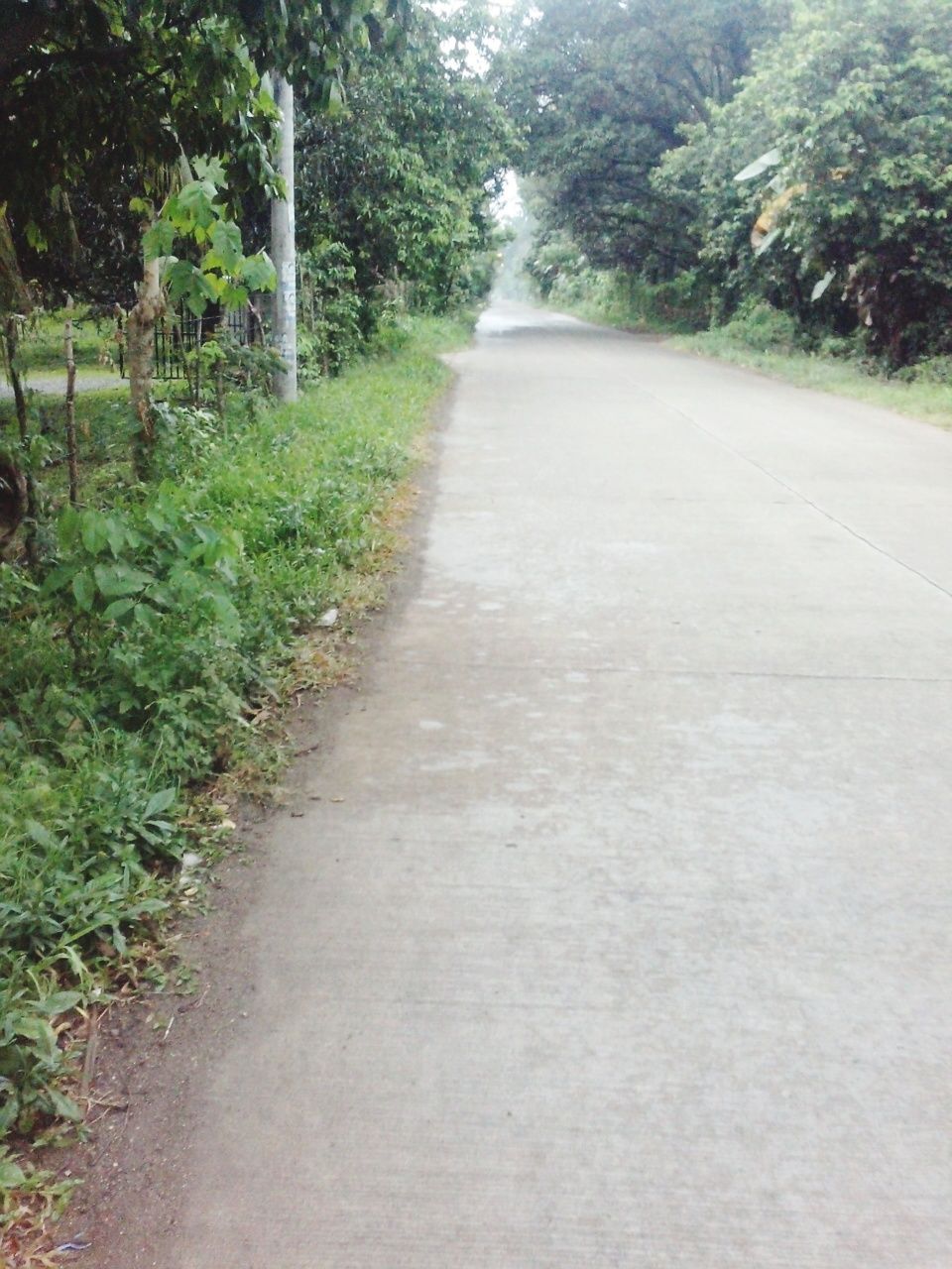 EMPTY ROAD AMIDST TREES