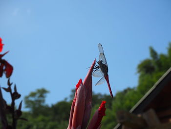 Close-up of plant against clear blue sky