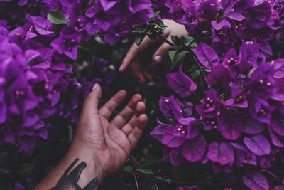 Close-up of hand on purple flowers