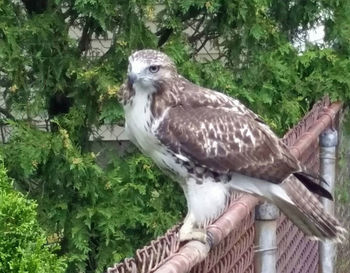 Bird perching on tree trunk