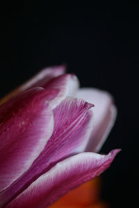 Close-up of pink flower against black background