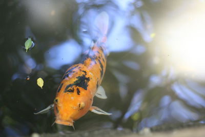 Close-up of fish swimming in sea