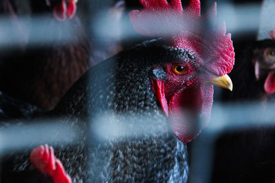 Close-up of a rooster behind a fence 