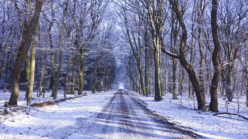 Dirt road along bare trees during winter