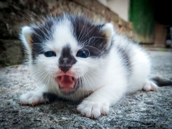 Close-up portrait of a cat