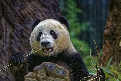 Close-up of panda eating outdoors