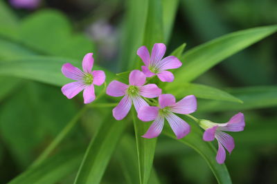 Close-up of purple flowering plant