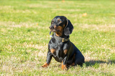 Dog sitting on grass field