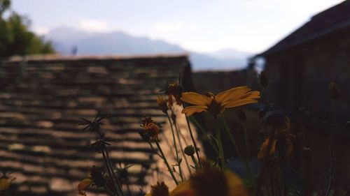 Close-up of bee on flower against sky
