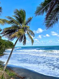 Palm tree by sea against sky