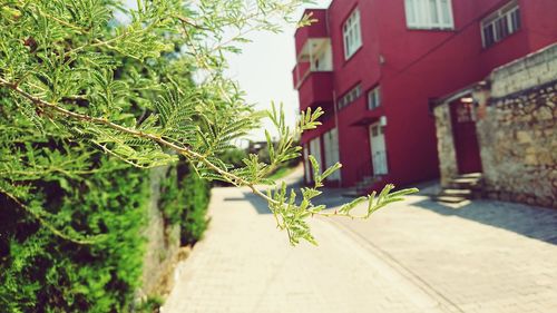 Plants growing outside building