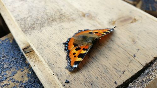 Close-up of butterfly on leaf