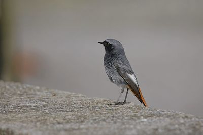 Close-up of bird perching on a wall