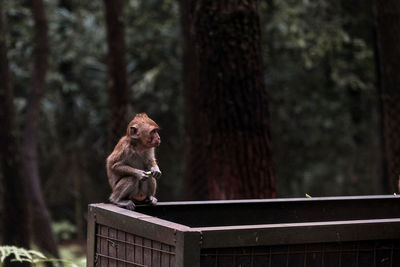 A young monkey sitting in the corner of iron fence