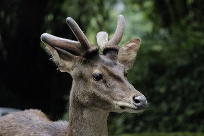 Close-up portrait of deer