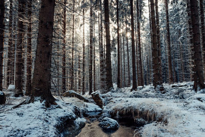 Snow covered trees in forest