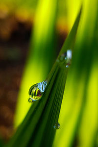 Close-up of dew drops on leaf