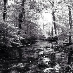 Scenic view of river in forest