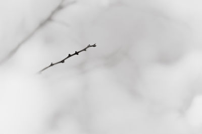 Close-up of plant