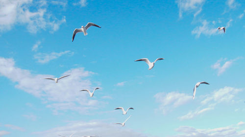 Low angle view of seagulls flying