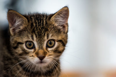 Close-up portrait of a cat